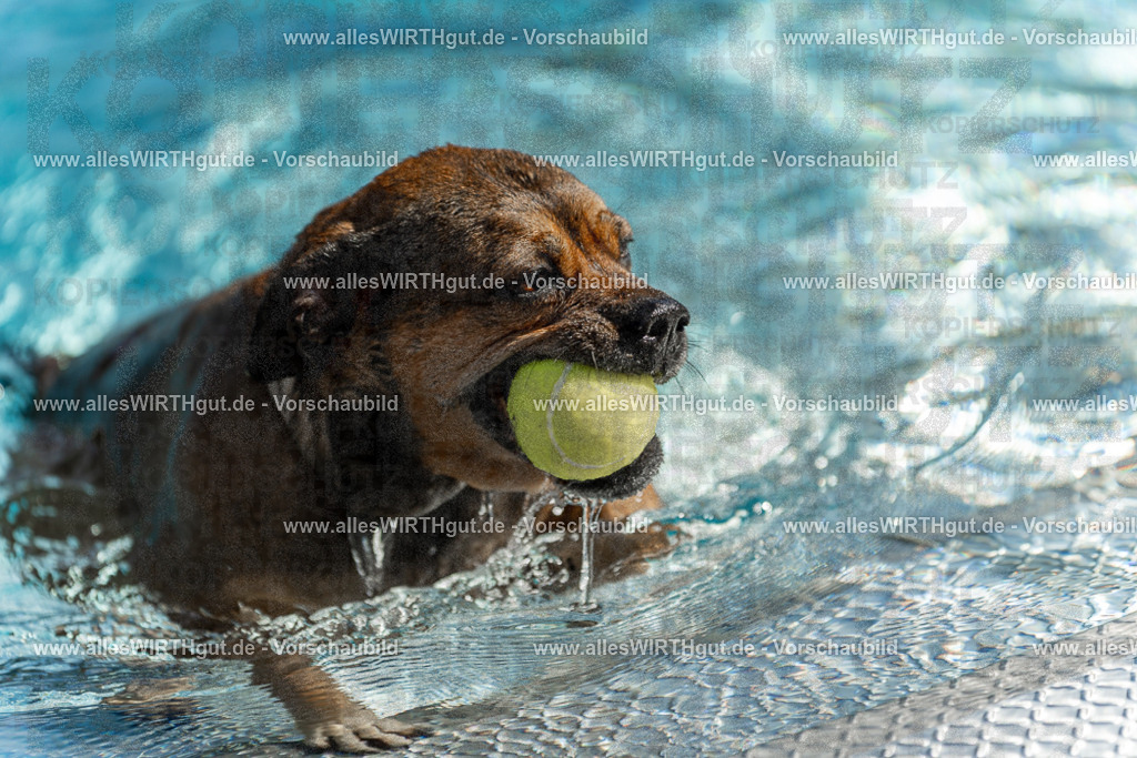 Hundeschwimmen_Volksbad_2026-allesWIRTHgut_Tierfotografie-2609061123-103353-7R509613 | Professionelle Tierfotografie in Mönchengladbach von Daniel Wirth (allesWIRTHgut). Liebevolle & natürliche Bilder von Hunden & Katzen für unvergessliche Erinnerungen.