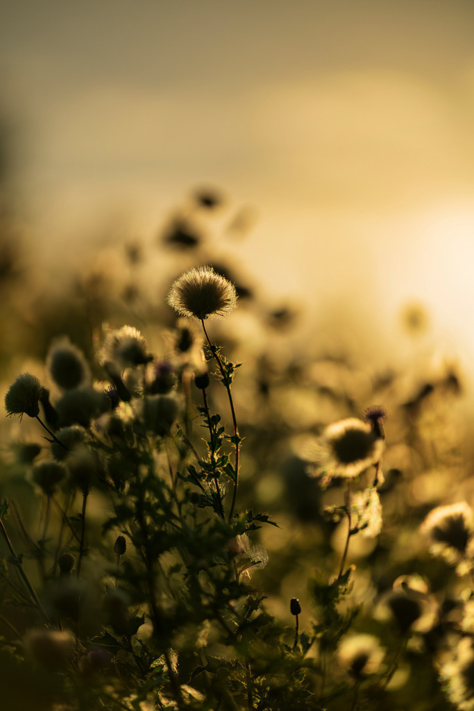 2025_08_16_HETLINGER SCHANZE SONNENUNTERGANG_MCP1315 | Hochwertig gedruckte Fotografien für die Wand, als Kalender und zum Verschenken. Hamburg & Norddeutschland und überall wo ich mit der Kamera unterwegs war.
