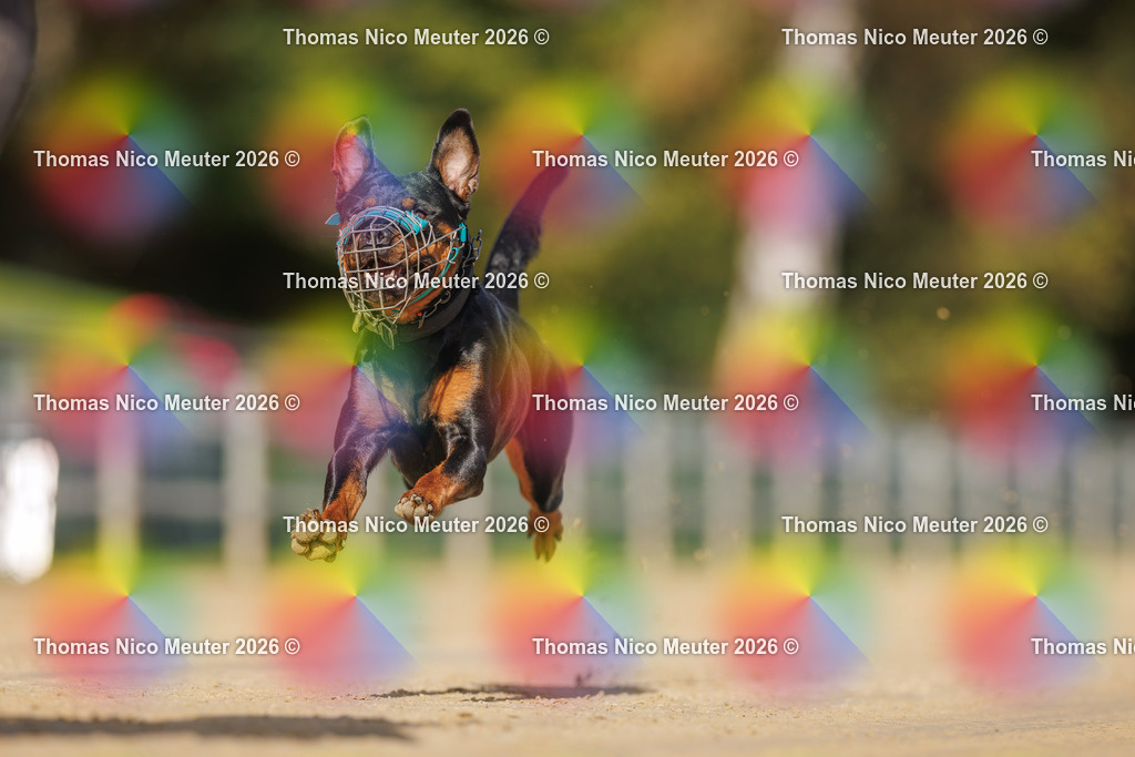 Thomas_Nico_Meuter(C)_03. Oktober 2026_223A3376 | Bild von Thomas Nico Meuter - Realisiert mit Pictrs.com