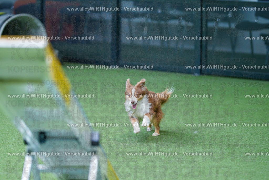 @allesWIRTHgut_Tierfotografie - www.allesWIRTHgut.de - 2604261114-7R509320 | Professionelle Tierfotografie in Mönchengladbach von Daniel Wirth (allesWIRTHgut). Liebevolle & natürliche Bilder von Hunden & Katzen für unvergessliche Erinnerungen.