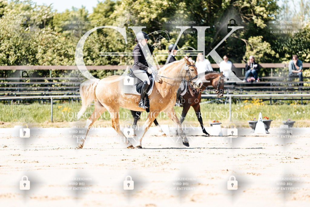 CK904997 | Turnierfotografie Pferdefotografie Trier Rheinland-Pfalz Pferdesport Reitsport Tierfotografie Sportfotografie Pferdevideo Pferdevideografie Equestrianvideography equestrianphotography  - Realisiert mit Pictrs.com