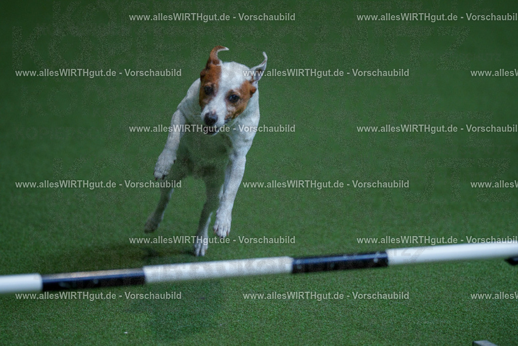 @allesWIRTHgut_Tierfotografie - www.allesWIRTHgut.de - 2604261328-7R501953 | Professionelle Tierfotografie in Mönchengladbach von Daniel Wirth (allesWIRTHgut). Liebevolle & natürliche Bilder von Hunden & Katzen für unvergessliche Erinnerungen.