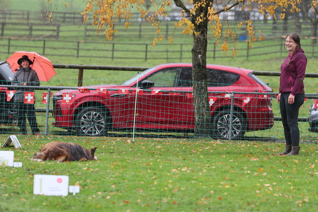 2025_Rally_Obedience_SM-182 | Ich fotografiere Hundeausstellungen, Sportanlässe, Zuchtstätten, Hundezucht, Hundeportrait, Lagotto - Realisiert mit Pictrs.com