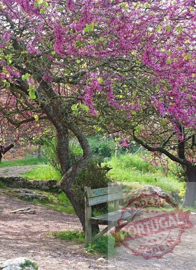 Wooden bench under flowering Judas tree in park | Wooden bench resting under a blooming Judas tree with pink blossoms in a spring park - Realized with Pictrs.com