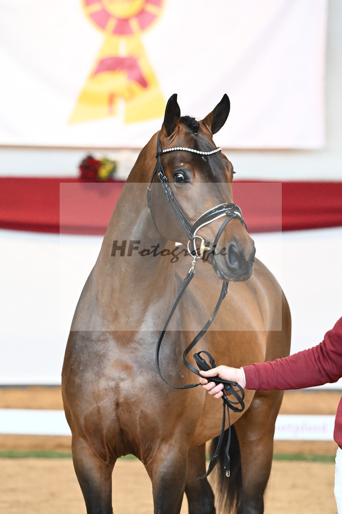 Kat-Nr. 55 Va Bene x Goldberg_Kuntz_43230545 | hf-fotografie - Realisiert mit Pictrs.com