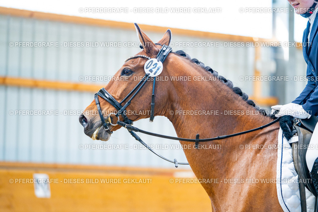 DSC08011 | Pferdegrafie