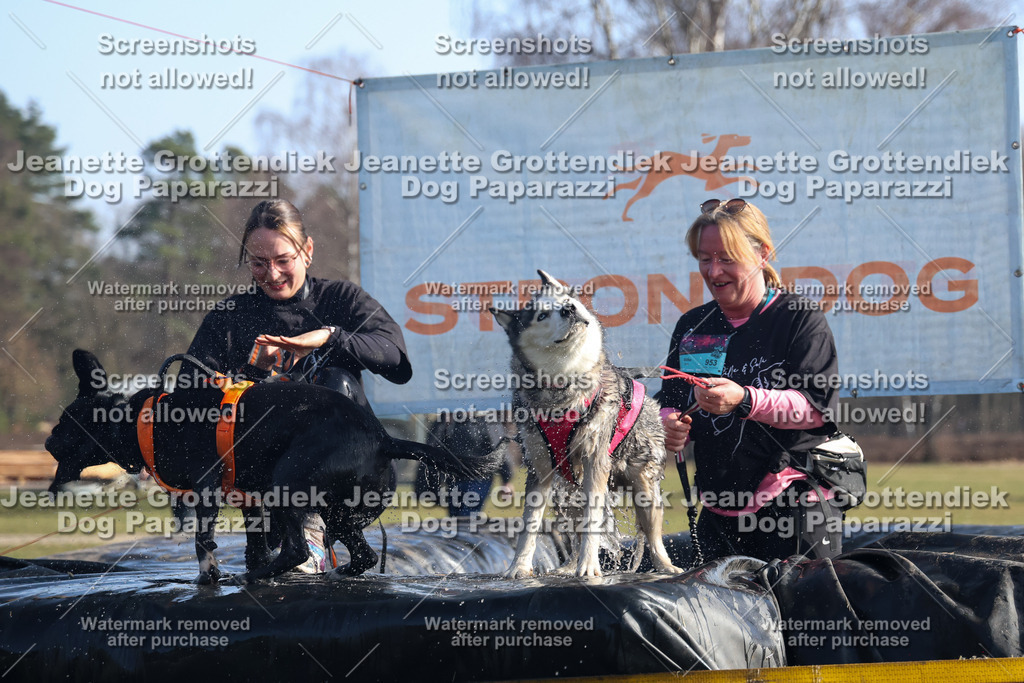 Dog Paparazzi - Strongdog North Mrz26-1388 | Dog Paparazzi Jeanette Grottendiek Fotografie & Videografie - Realisiert mit Pictrs.com