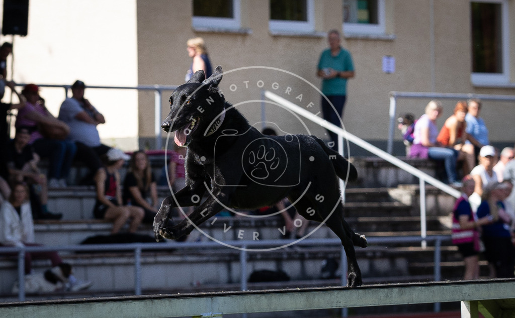 Pfotenfotografie_DV3A0184 | Hundefotografie, Tierfotograf, Pfotenfotografie, Fotoshooting Hund, Hunde Portrait, Hundesport, Hundeportraits, Heideshooting, Hunde, Sportfotograf, Hundefotograf, Turnierhundsport, THS,  - Realisiert mit Pictrs.com