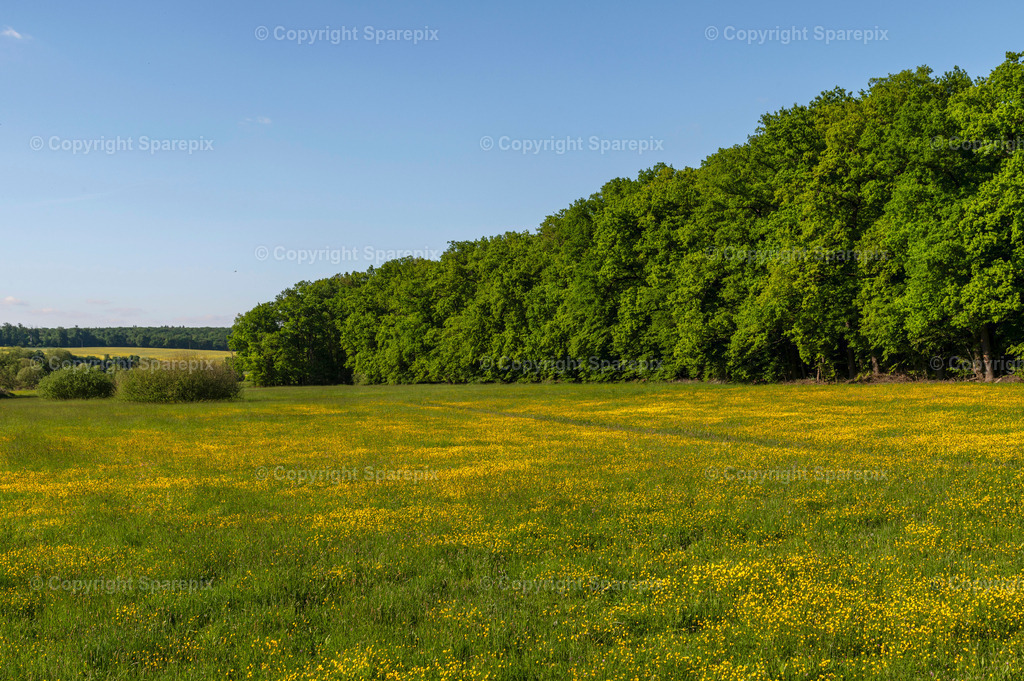 PAR_Green_Forest11 | sparepix - Realisiert mit Pictrs.com