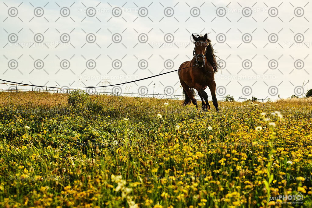 383_202406_Niki-Herodes_NZ9_0400 | proPHOTO - Realisiert mit Pictrs.com