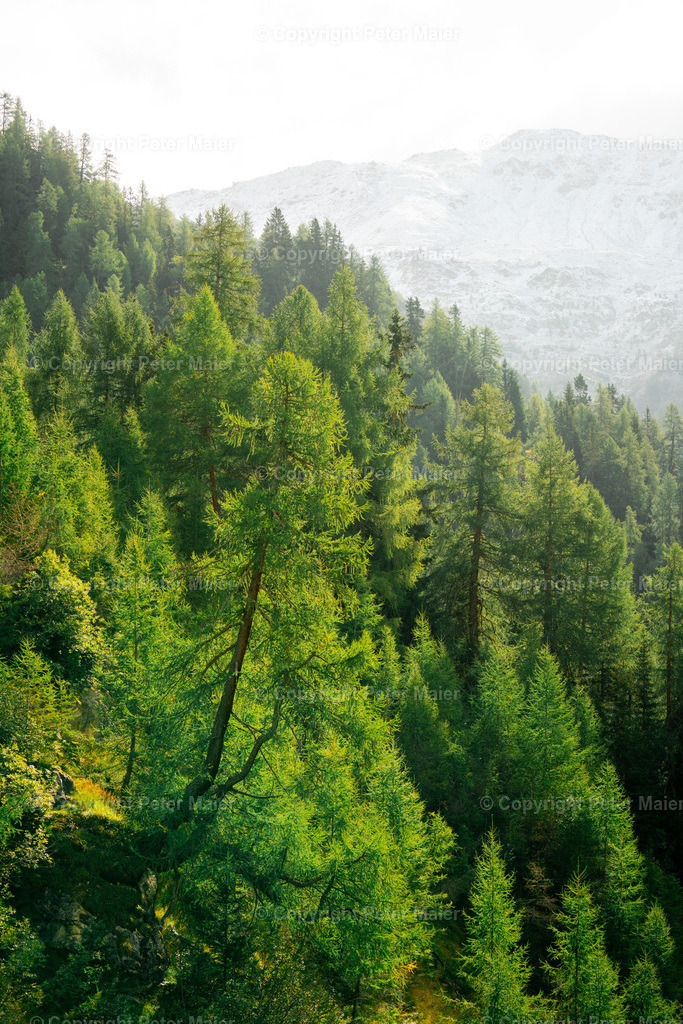 Divers_Erlebnisraum_Wald_23_Peter_Maier-760 | piet_flosse