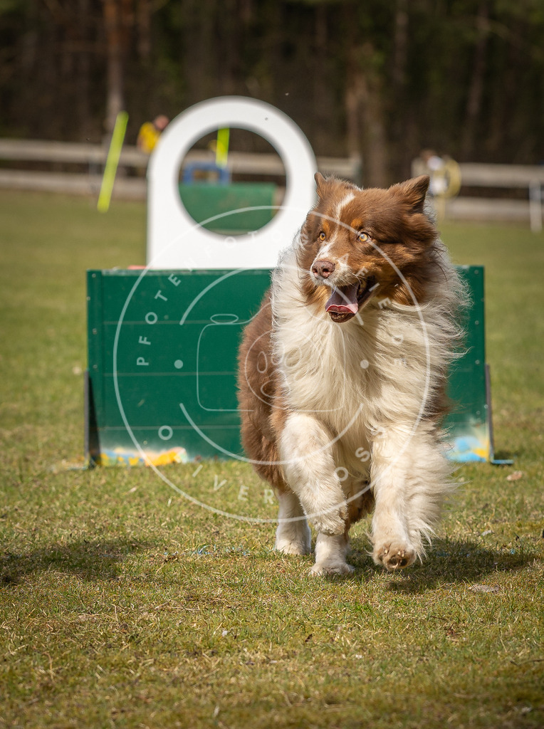 Pfotenfotografie_DV3A8755 | Hundefotografie, Tierfotograf, Pfotenfotografie, Fotoshooting Hund, Hunde Portrait, Hundesport, Hundeportraits, Heideshooting, Hunde, Sportfotograf, Hundefotograf, Turnierhundsport, THS,  - Realisiert mit Pictrs.com