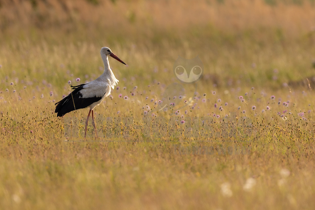 R5NF3359_20240510 | Der Weißstorch ist einer der bekanntesten und am besten erforschten Vögel hierzulande. Weltweit hat er eine hohe Symbolkraft, gilt unter anderem als Glücksbote und überbringt in der deutschen Folklore sogar Babys. Er brütet in offenen Kulturlandschaften und baut sein Nest häufig auf Schornsteinen, Dächern oder Kirchtürmen. Häufig sieht man ihn im ruhigen Segelflug hoch am Himmel kreisen. Im Winter zieht er nach Afrika. - Realisiert mit Pictrs.com