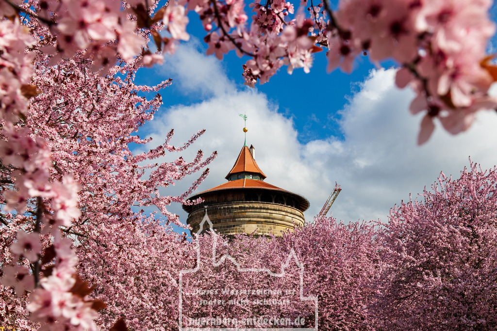 Monatsbild des Kalender 2026 für den Monat März | Blick auf den Laufertorturm, einen erhaltenen Turm der historischen Stadtmauer von Nürnberg, eingerahmt von blühenden Zierkirschbäumen während der Kirschblüte im Frühling. - Realisiert mit Pictrs.com