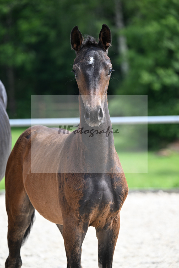 Kat-Nr. 6 Fair Deal x Sir Donnerhall_SF_Zimmermann_17250669 | hf-fotografie - Realisiert mit Pictrs.com