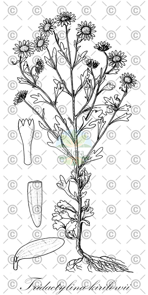 HistAbb_wfo-0001103826_2_ENZY_Simple | Historische Abbildung von Tridactylina kirilowii - Asteraceae | Historical Illustration of Tridactylina kirilowii - Asteraceae