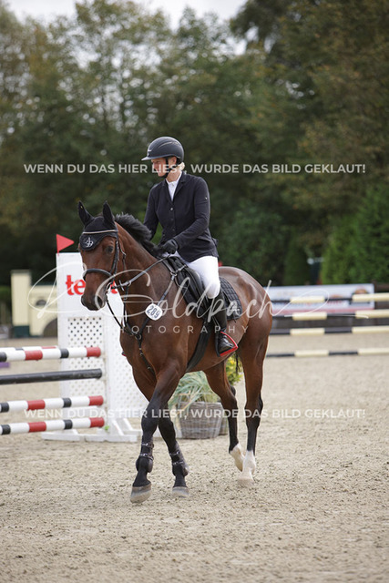 1J2A0535Britta Braunert_ Convolto PS_ Kn289_ Havekost | Foto- und Videografie für alles rund ums Pferd. Hochwertige Bilder und Videos vom Spring- und Dressurreiten, Voltigieren & mehr. Jetzt aktuelle Veranstaltungen und Preise im Shop ansehen. - Realisiert mit Pictrs.com