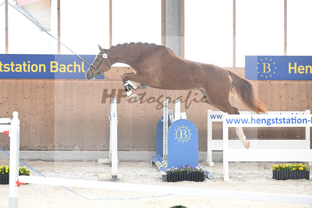 Kat-Nr. 51 nn v. Picobello vant Roosakker_Schindele_5250479 | hf-fotografie - Realisiert mit Pictrs.com