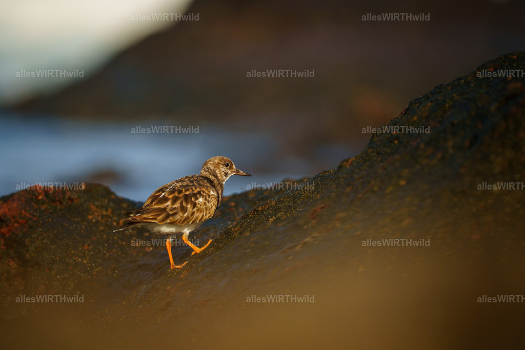 allesWIRTHgut Tierfotografie - allesWIRTHgut.de - 7IV00812 | Entdecke die faszinierende Welt der Natur- und Wildlife-Fotografie von Daniel und Bärbel. Inspirierende Bilder von wilden Tieren und kleinen Naturwundern.
