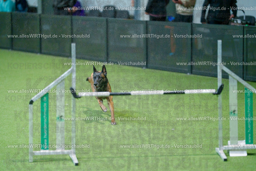 @allesWIRTHgut_Tierfotografie - www.allesWIRTHgut.de - 2604250947-7R508967 | Professionelle Tierfotografie in Mönchengladbach von Daniel Wirth (allesWIRTHgut). Liebevolle & natürliche Bilder von Hunden & Katzen für unvergessliche Erinnerungen.