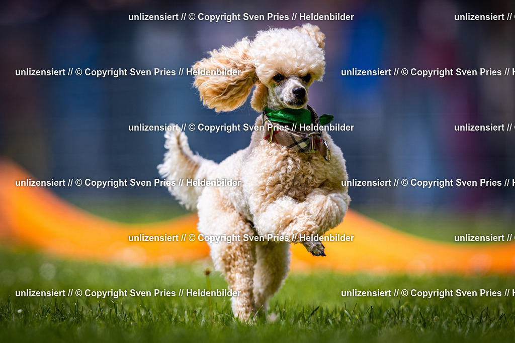 Sven Pries | 2026-05-14 - Hunderennen KA Durlach Vatertag 2026 - Realisiert mit Pictrs.com