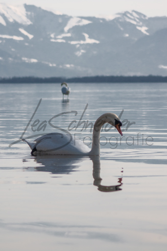 Winter 6 | Schwan auf dem Bodensee in Lindau mit Bergen im Hintergrund - Realisiert mit Pictrs.com