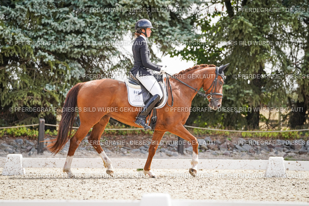 DSC08650 | Pferdegrafie