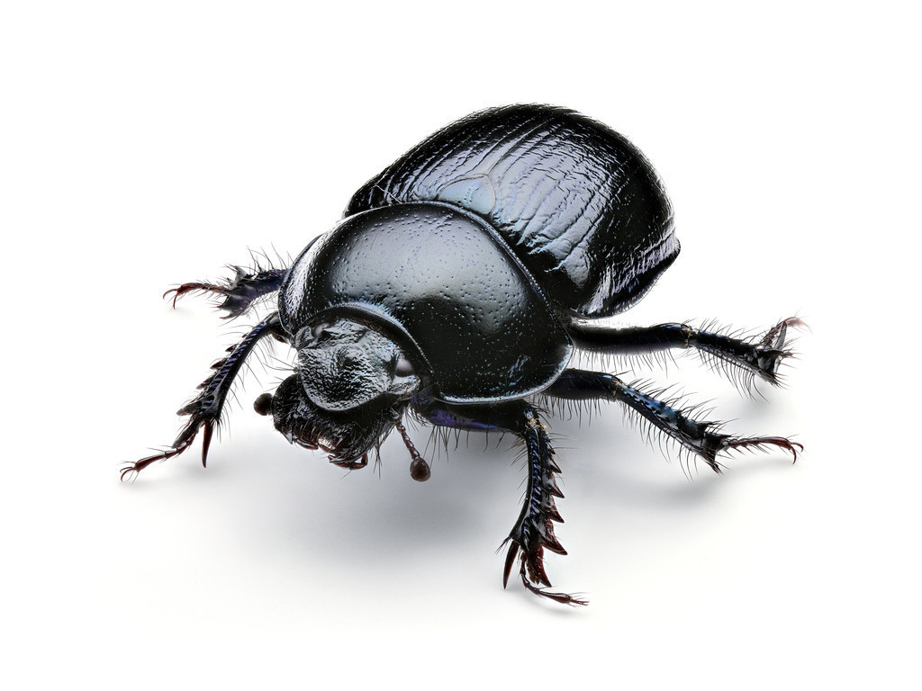 Mistkäfer-Stack-Schanz-weiss | Schanz & Partner - Realisiert mit Pictrs.com