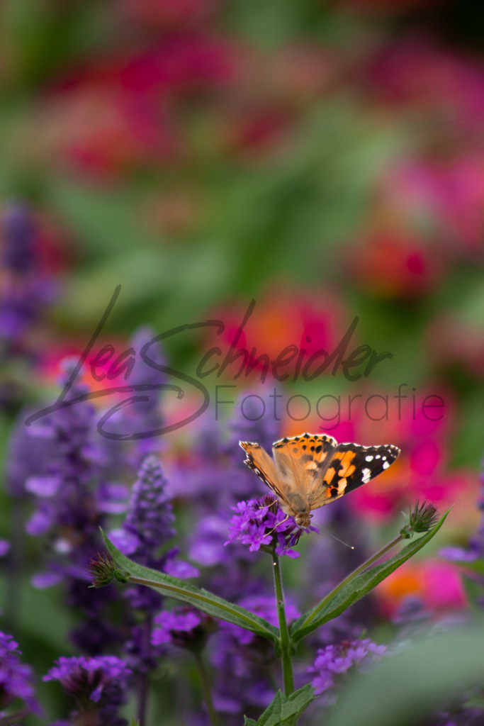 Natur & Tiere 14 | Schmetterling auf einer Blüte  - Realisiert mit Pictrs.com