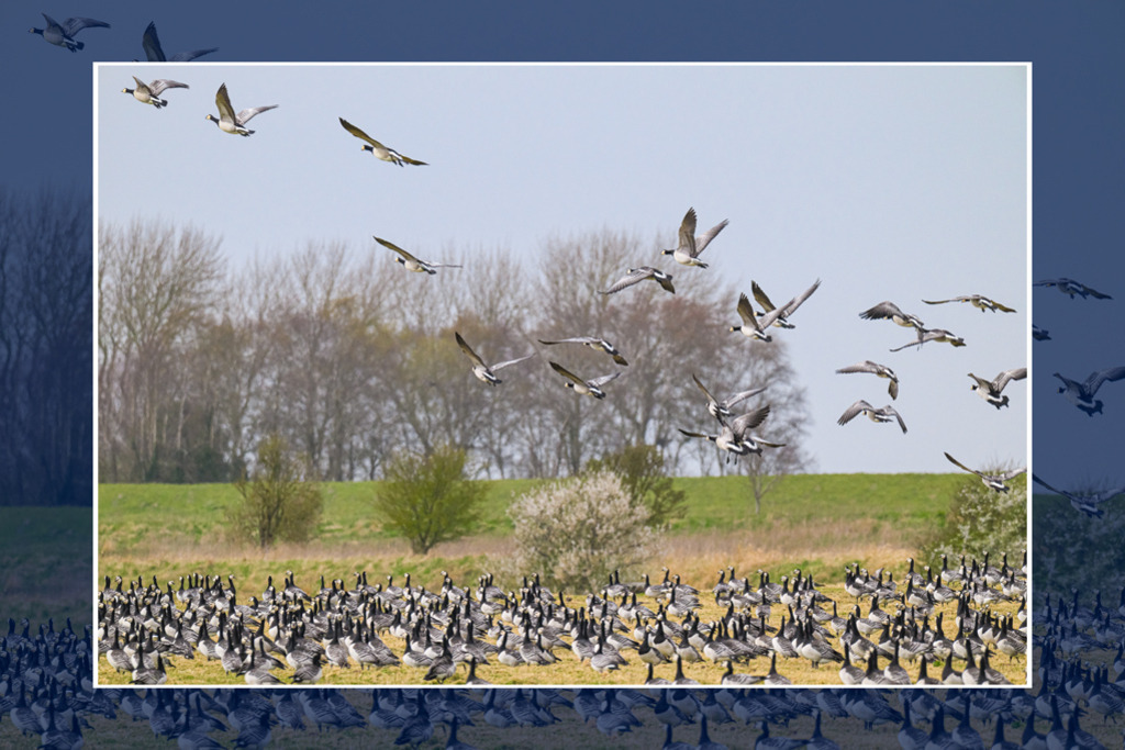 Weißwangengänse im Speicherkoog | Ein bedeutendes Naturschutzgebiet in Schleswig-Holstein ist der Speicherkoog an der Nordseeküste. Hier kehren jedes Jahr tausende von Gänsen ein. Im Bild hat sich ein großer Schwarm Weißwangengänse versammelt, von denen einige auffliegen, um bald wieder zur Nahrungsaufnahme zurückzukehren. — Auflösung des Originals: 9999 x 6666 px. - Realisiert mit Pictrs.com