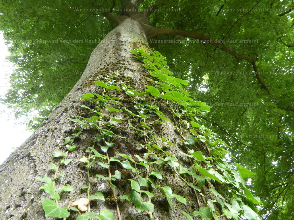 Efeu | Efeu klettert den Baum hoch - Realisiert mit Pictrs.com
