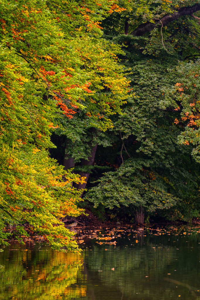 SilvanoPedrett_preview_Baum-5 | silvanopedrett - Realisiert mit Pictrs.com