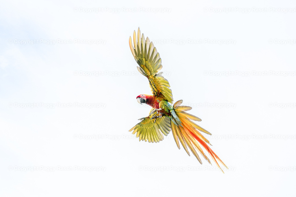 Ara (2) | PeggyRaschPhotography - Realisiert mit Pictrs.com