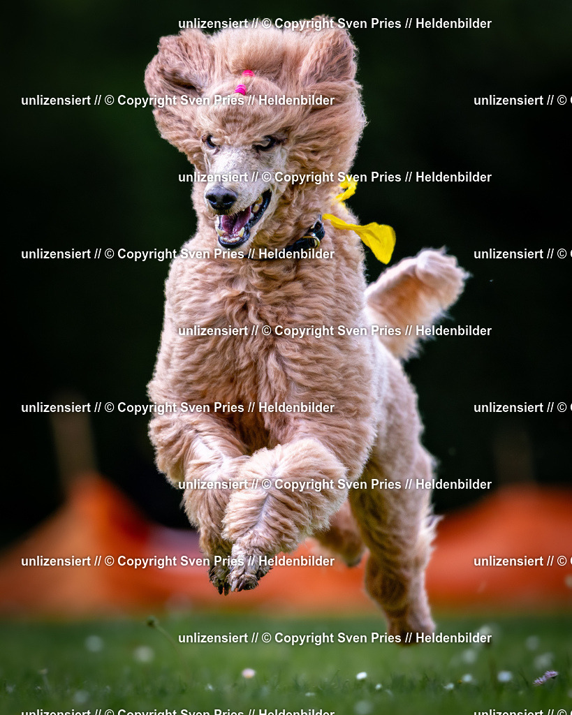 Sven Pries | 2026-05-14 - Hunderennen KA Durlach Vatertag 2026 - Realisiert mit Pictrs.com