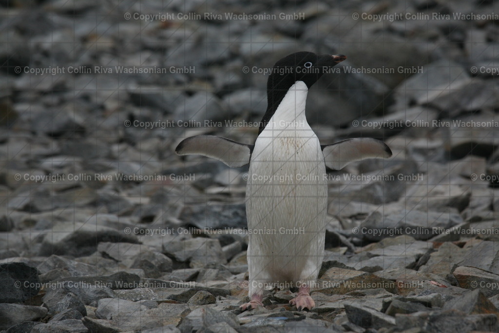 IMG_0387 | Antarktis / Antarctica - Realisiert mit Pictrs.com