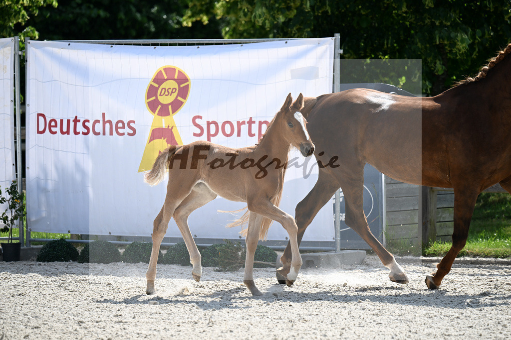 Kat-Nr. 44 Bowmore x Ricardo Star_SF_Soell_15251211 | hf-fotografie - Realisiert mit Pictrs.com