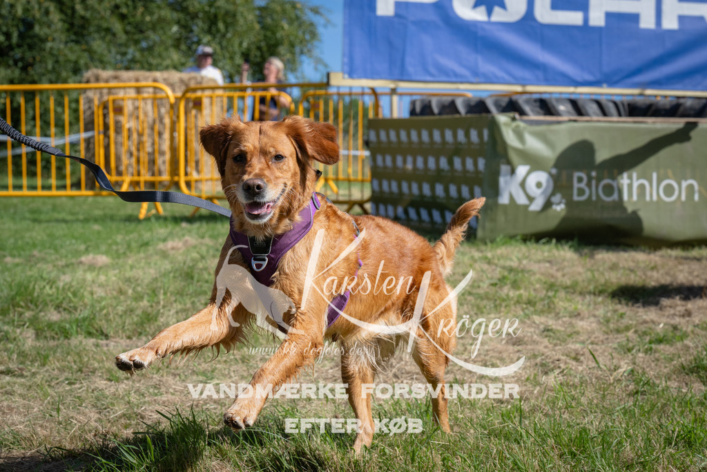 1059_ZZ90033 | kk-dogfotos