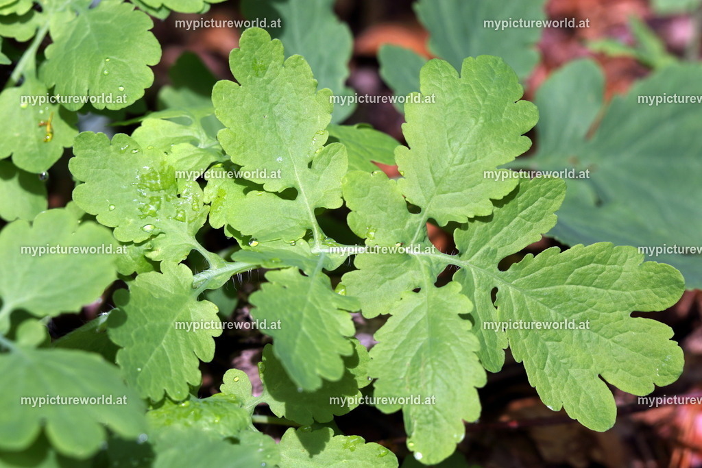 Schöllkraut-004 | Das Bilderarchiv über Tiere, Planzen und Landschaften. In der Bilddatenbank finden Sie ein große Auswahl an hochwertigen Bilder für Ihre Werbung - Realisiert mit Pictrs.com