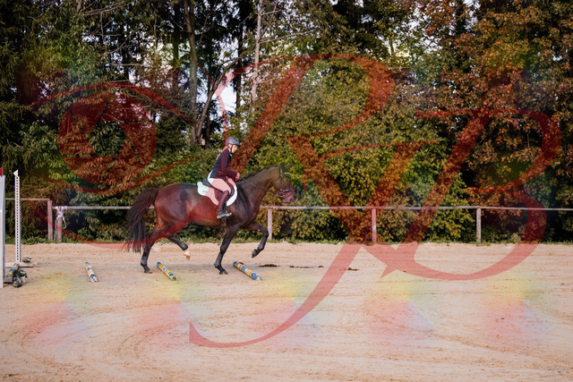 2026_10_03_Siefer-Hof_143956_Z81_10373114 | Professionelle Reitsport-, Turnier- und Eventfotografie von Robert Broda. Galerien mit ausgewählten und bearbeiteten Bildern direkt online ansehen und bestellen.