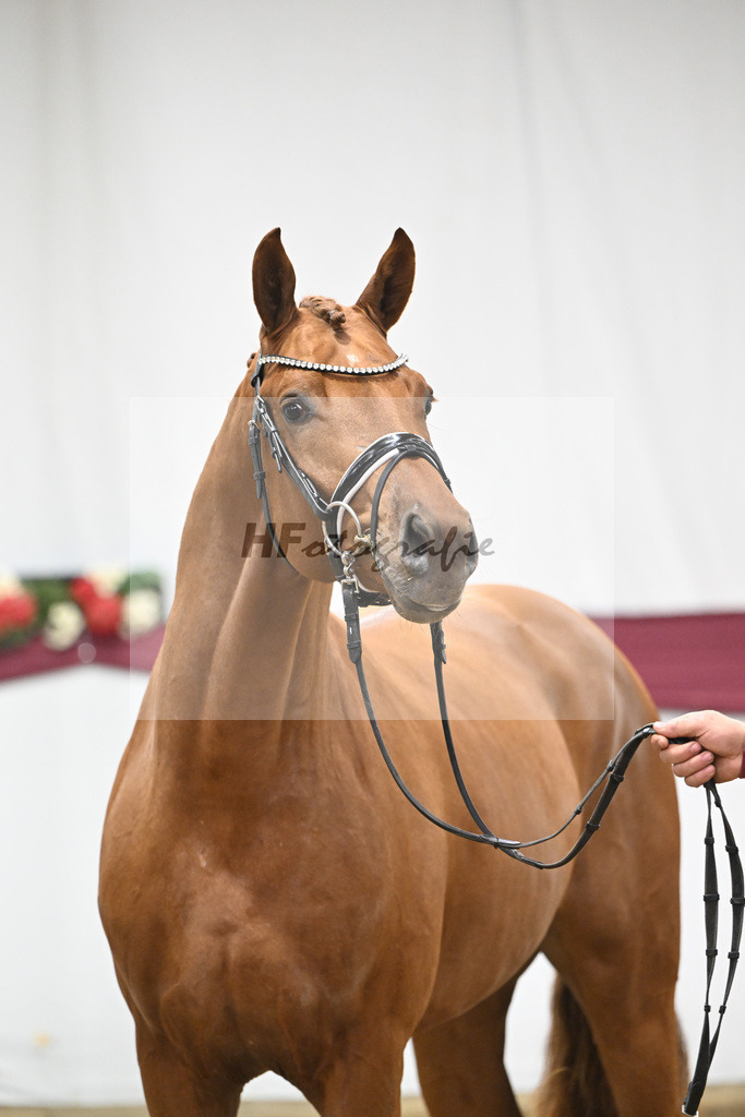 Kat-Nr. 134 Vitalis x Millennium_PBM Pfefferle GmbH_47254534 | hf-fotografie - Realisiert mit Pictrs.com