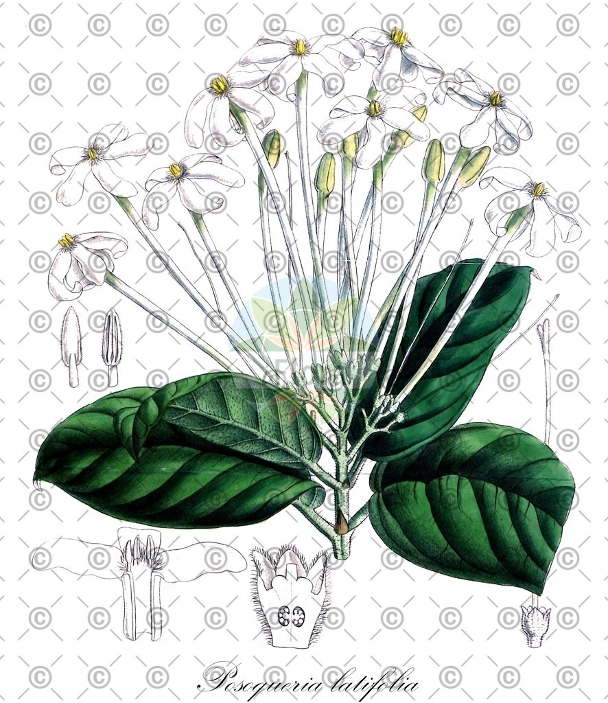 HistAbb_wfo-0001071348_1_ENZY_Simple | Historische Abbildung von Posoqueria latifolia - Rubiaceae | Historical Illustration of Posoqueria latifolia - Rubiaceae