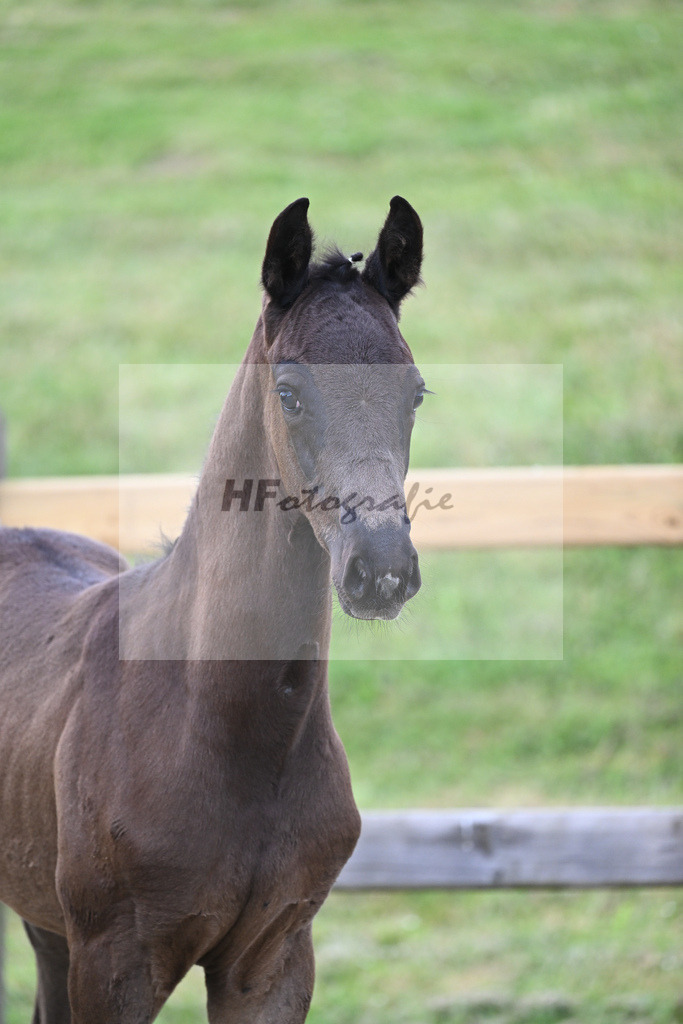 Kat-Nr. 9 HF Fair Game_Sanladerer_17230039 | hf-fotografie - Realizzato con Pictrs.com