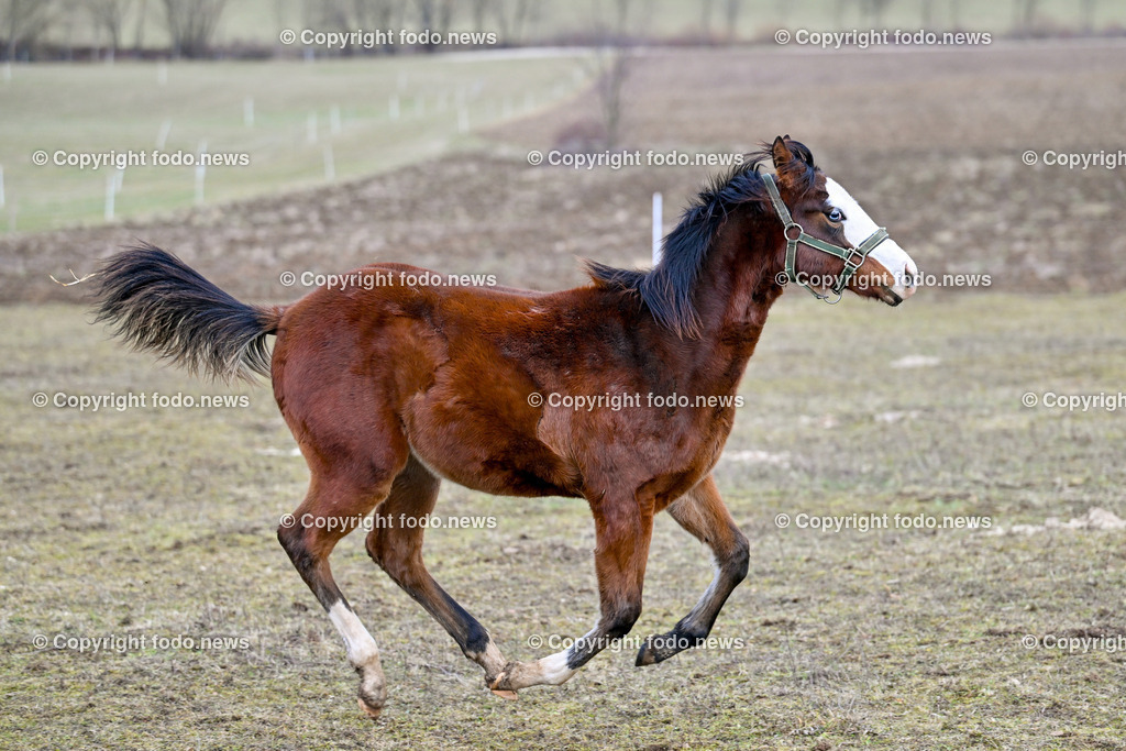 Pferde_ 29.12.2024-9 | 29.12.2024, Rajec, SVK, Themenbild, Pferde, im Bild Pferd, Pferde, Stute, Hengst, Fohlen, Quarter Horse, Ranch, Weide, Hof, Wiese, Stall, Nutztier, Tier