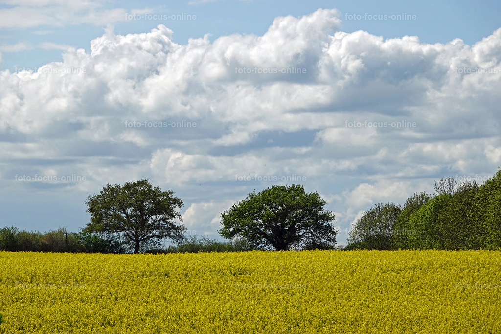 Rhapsody in yellow | rape fields