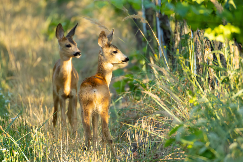 Das Reh | Das Reh (Capreolus capreolus) ist die häufigste und zugleich kleinste Hirschart in Europa und gilt als die am weitesten verbreitete Schalenwildart. Es gehört zur Familie der Hirsche (Cervidae) und bildet zusammen mit Elch und Rentier die Gruppe der Trughirsche. Man unterscheidet das Europäische Reh, das Sibirische Reh und das Mandschurische Reh. Die Tiere sind von graziler, schlanker Statur. Ein ausgewachsenes Reh erreicht eine Schulterhöhe von etwa 60 bis 80 Zentimetern und ein Gewicht zwischen 15 und 30 Kilogramm. Das Männchen wird als Rehbock, das Weibchen als Ricke oder Geiß bezeichnet. Die Jungen sind die Kitze. - Realisiert mit Pictrs.com