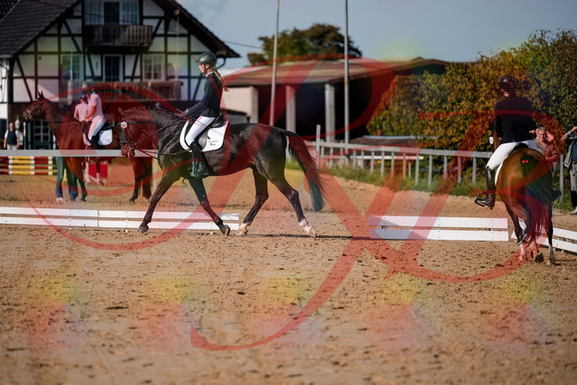 2026_10_03_Siefer-Hof_115452_Z63_30145270 | Professionelle Reitsport-, Turnier- und Eventfotografie von Robert Broda. Galerien mit ausgewählten und bearbeiteten Bildern direkt online ansehen und bestellen.