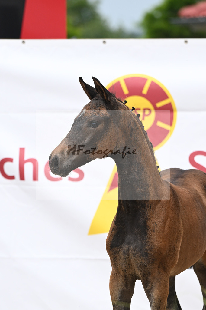 St. Emilion x Zoom_SF_Braig u Meyer_12250603 | hf-fotografie - Realizzato con Pictrs.com