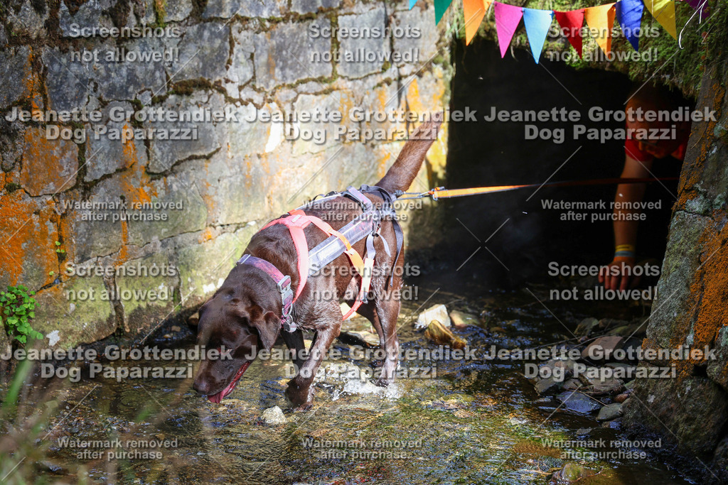 Dog Paparazzi -  TH 26-0 | Dog Paparazzi Jeanette Grottendiek Fotografie & Videografie - Realisiert mit Pictrs.com