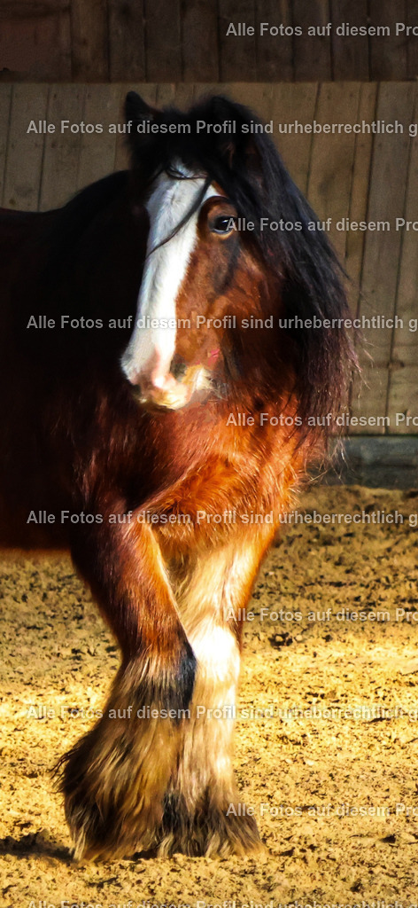 20240127131721_0C4A0164_2-01_4 | krollfotografie - Realisiert mit Pictrs.com