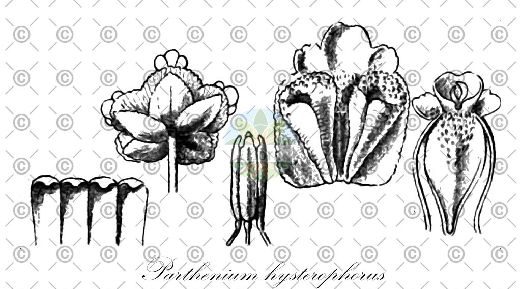 HistAbb_6JCH_1_ENZY_Simple | Historische Abbildung von Parthenium hysterophorus - Asteraceae | Historical Illustration of Parthenium hysterophorus - Asteraceae